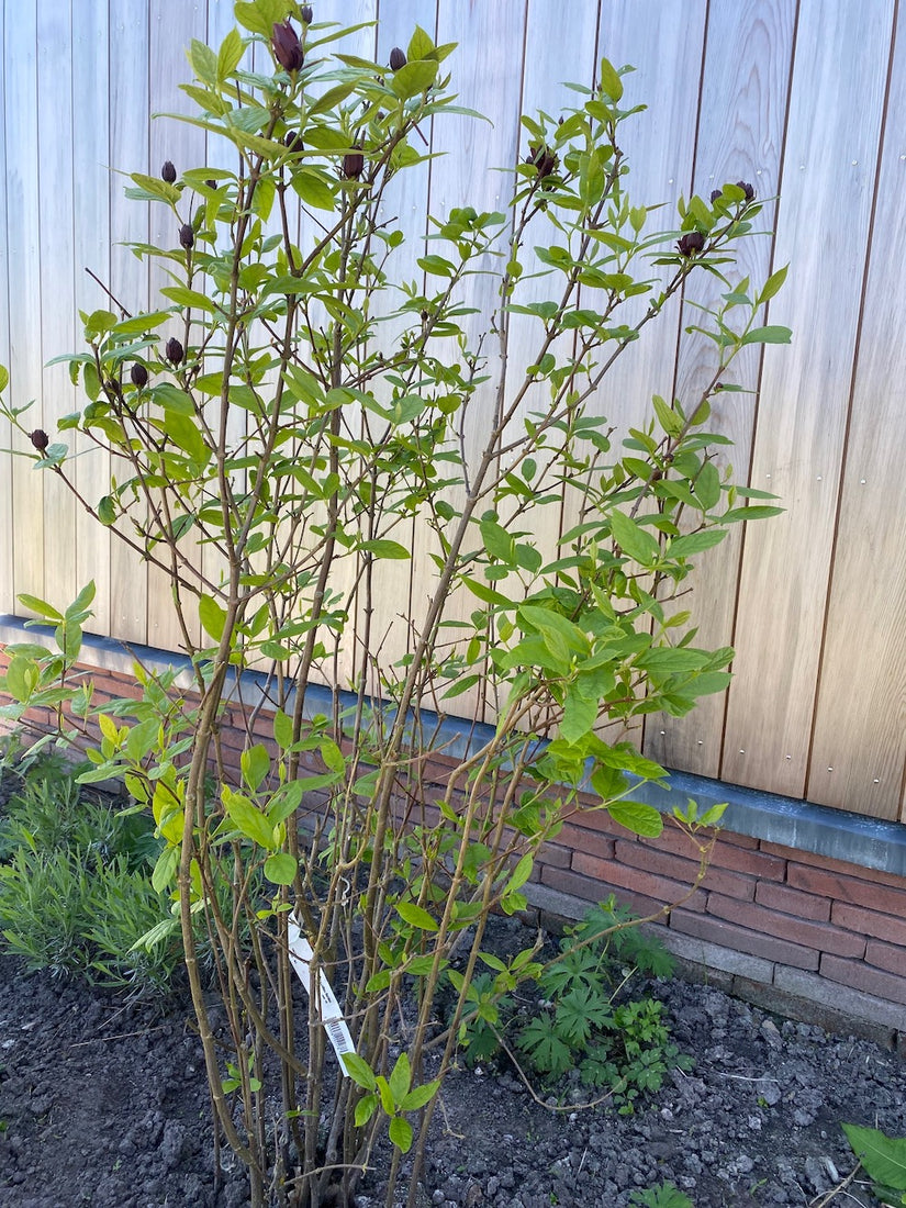 Gewürzstrauch - Calycanthus floridus