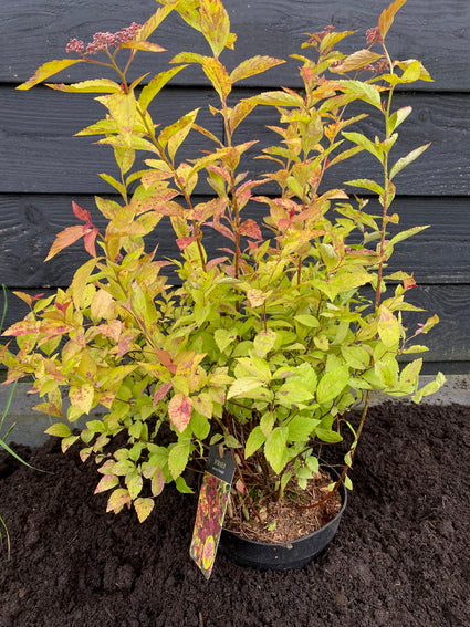 Japanische Spirea - Spiraea japonica 'Firelight' TIPP