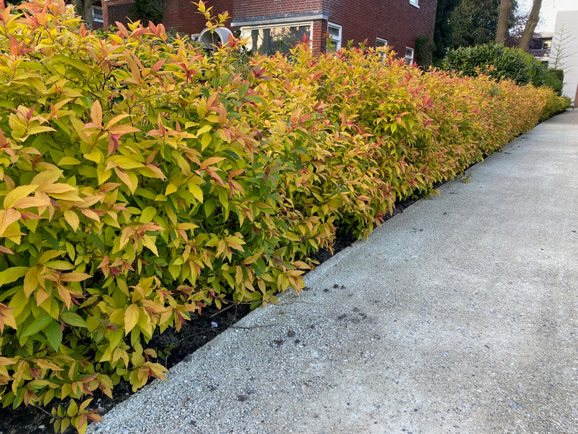 Strauch-Spirea - Spiraea japonica 'Goldflame' TIPP