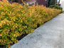 Strauch-Spirea - Spiraea japonica 'Goldflame' TIPP