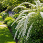 Strauch-Spierstrauch (Weiß) - Spiraea vanhouttei