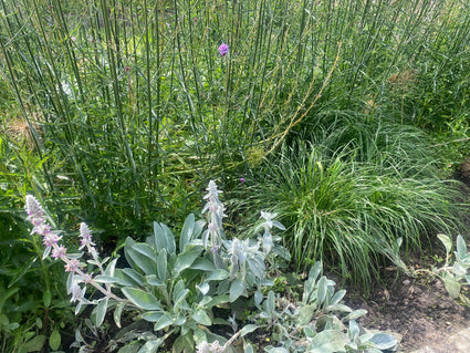 stachys met rechts zegge carex siergrassen en achter ijzerhard verbena