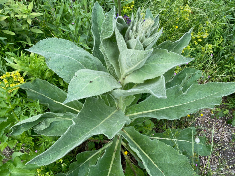 Stielkerze - Verbascum densiflorum