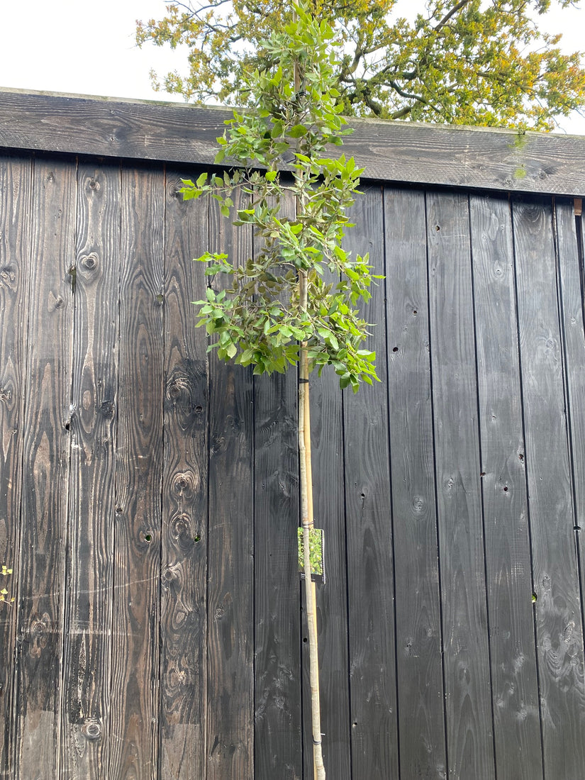 Steineiche am Stamm - Quercus ilex, Standard