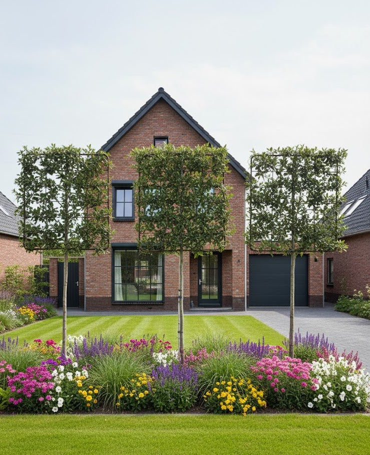 steeneik leiboom met luxe metalen rek