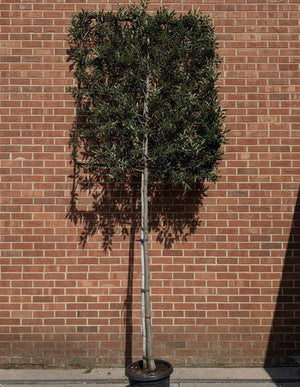 Leisteineiche - Metallgestell