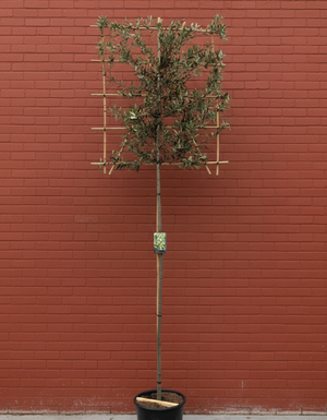 Leieiche - Stammhöhe 180 cm