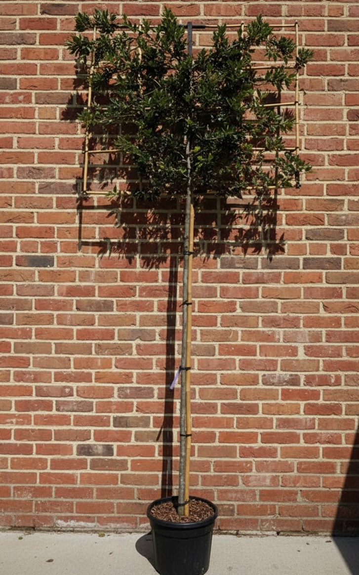 Leis Steineiche - Quercus ilex Spalier (immergrün)