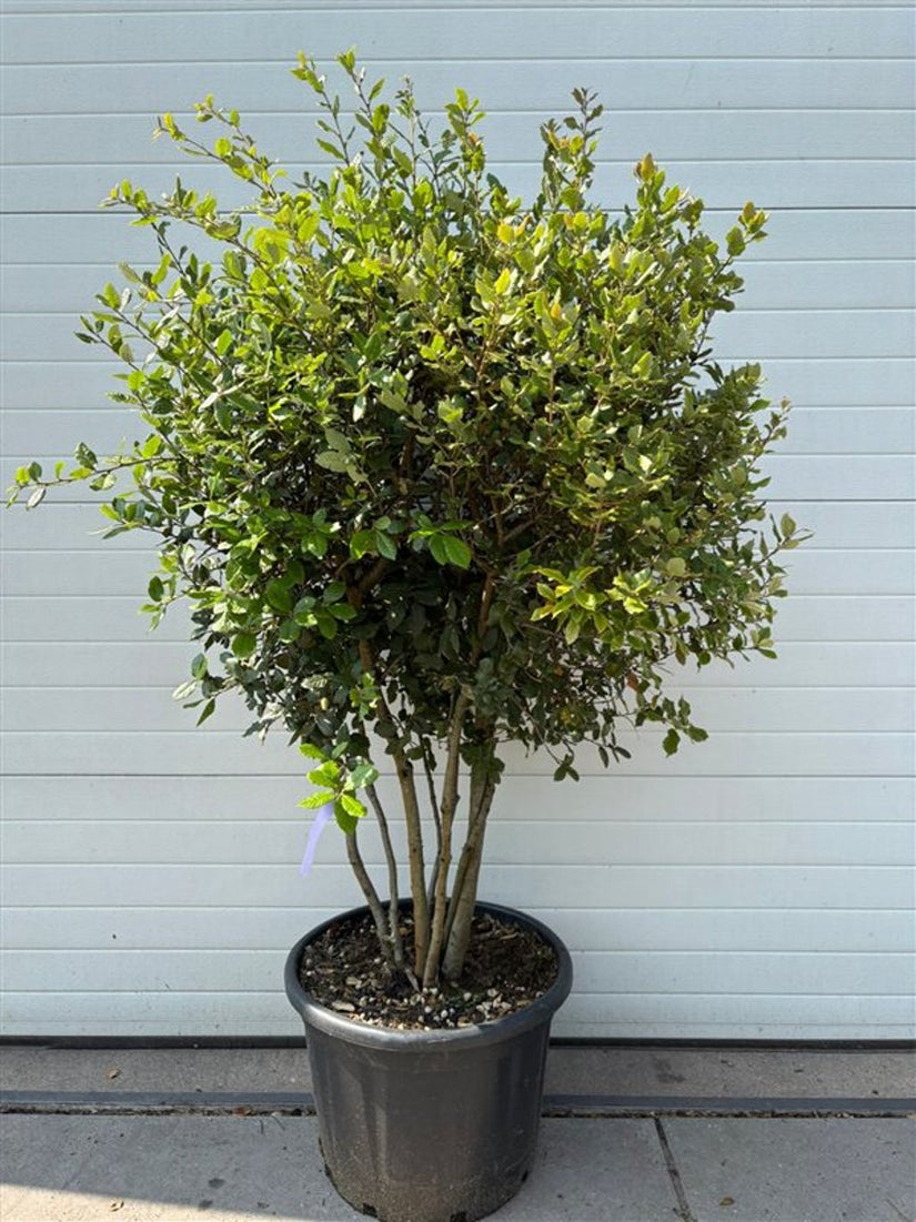 Mehrstämmige Steineiche - Quercus ilex