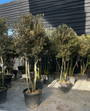 Mehrstämmige Steineiche - Quercus ilex