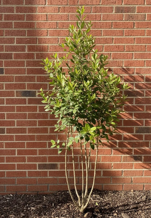 Mehrstämmig, solitär, kompakt