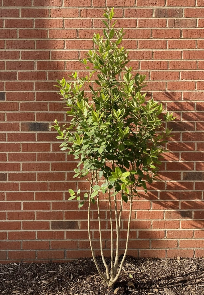 Mehrstämmige Steineiche - Quercus ilex