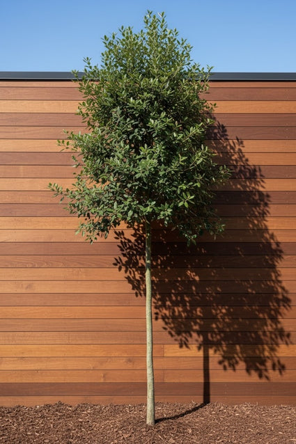 Steineiche auf hohem Stamm - Quercus ilex (immergrüner Hochstamm)