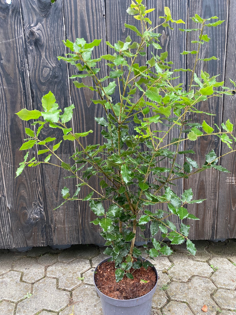 Steeneik quercus ilex in c7.5 pot 80-100 cm voor steeneik haag of in border