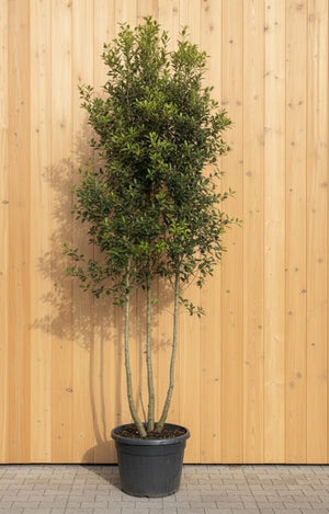 Topf C130 - Mehrstämmig, 300-350 cm