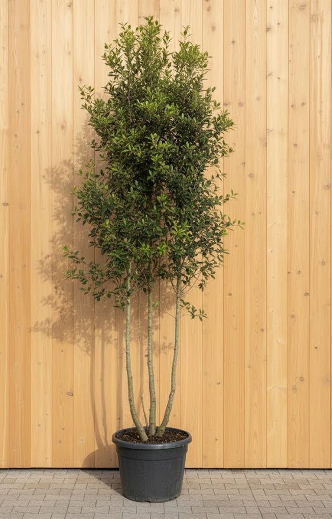 Mehrstämmige Steineiche - Quercus ilex