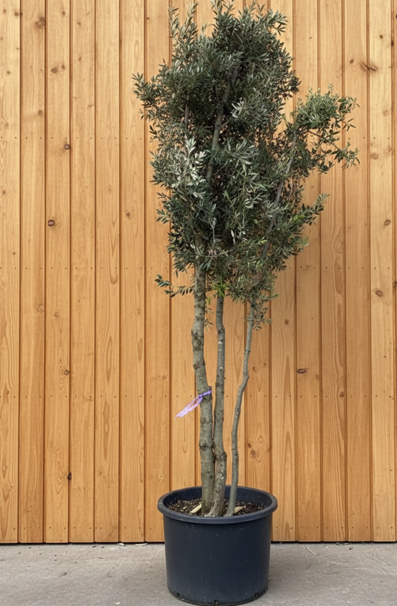 Mehrstämmige Korkeiche (Quercus suber)