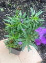 Felsenrakete - Erysimum linifolium 'Bowles Mauve'