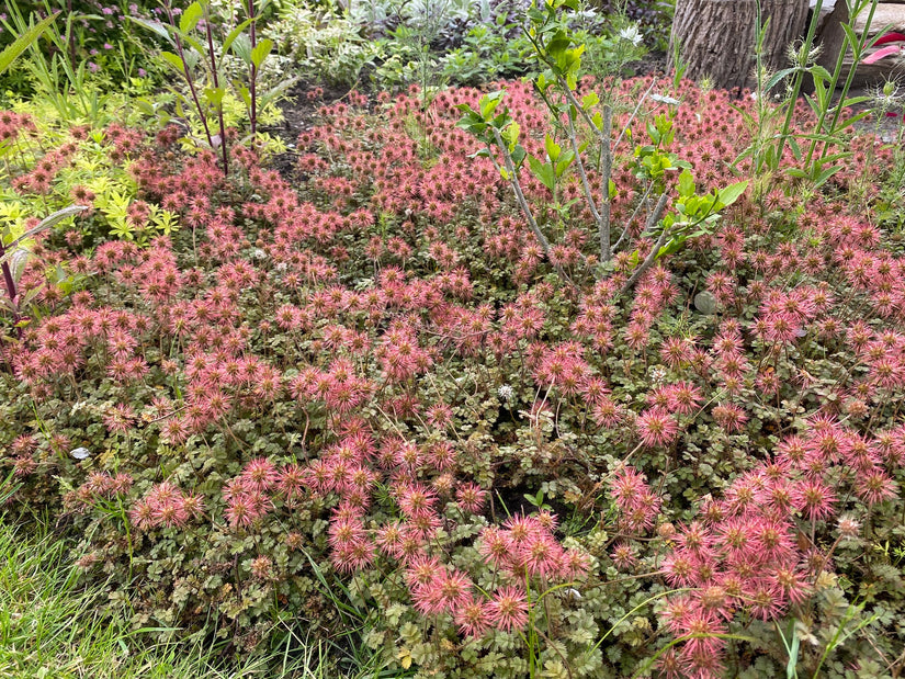 Stachelnuss - Acaena microphylla (auch pro/m2) TIPP