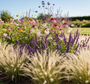 Federgras – Stipa Tenuifolia „Ponytails“ TIPP