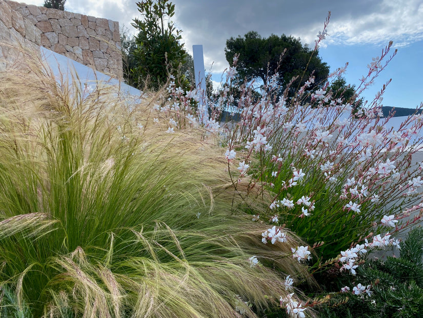 vedergras stipa met prachtkaars gaura wit