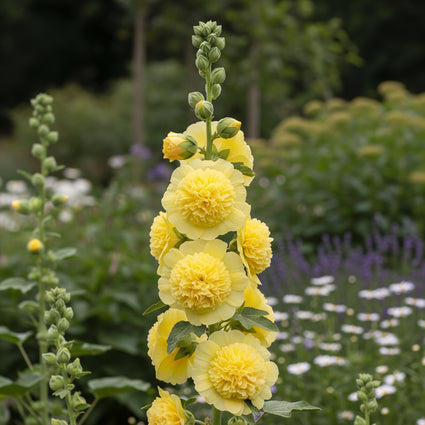 Stockrose - Alcea rosea 'Pleniflora' gelb