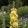 Stockrose - Alcea rosea 'Pleniflora' gelb