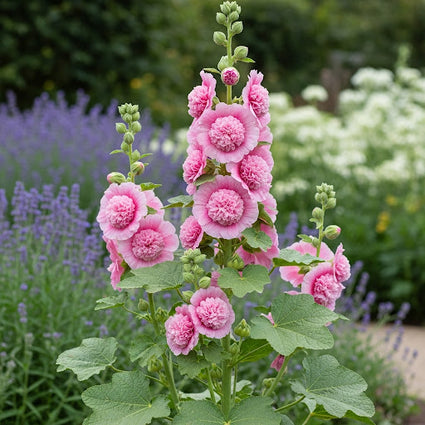 Stockrose - Alcea rosea 'Pleniflora' rosa