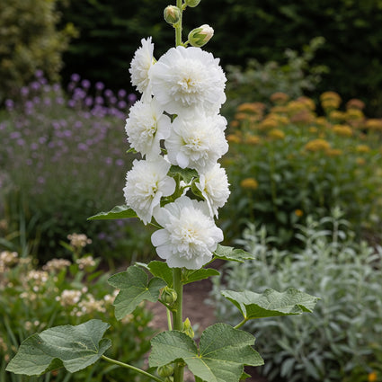 Stockrose - Alcea rosea weiß