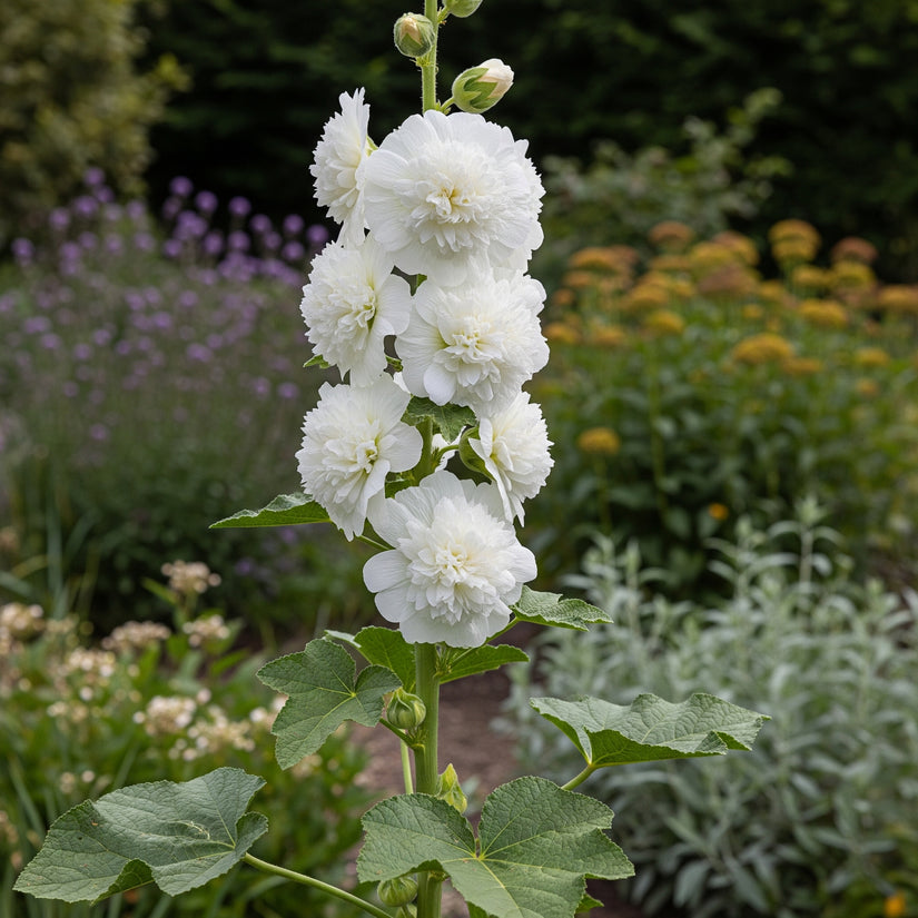 Stockrose - Alcea rosea weiß