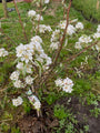 Schmorbirnenbaum - Pyrus communis 'Gieser Wildeman'