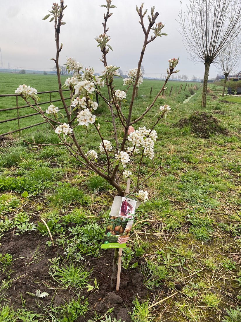 stoofperen boompje in het voorjaar bloei