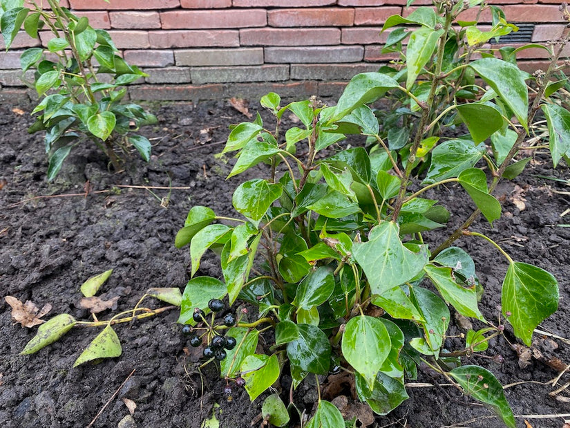 Strauch-Efeu - Hedera helix 'Arborescens'