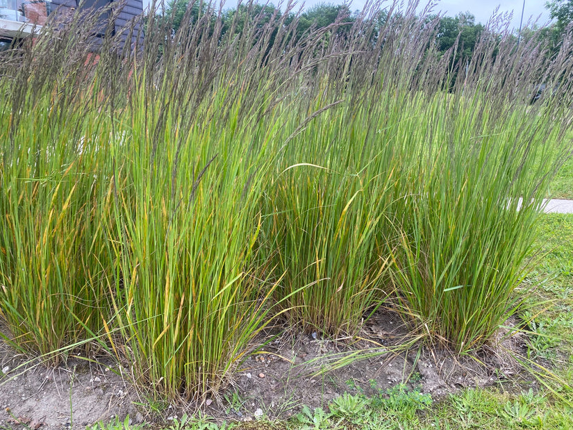 Straußenrohr - Calamagrostis x acutiflora 'Karl Foerster' TIPP