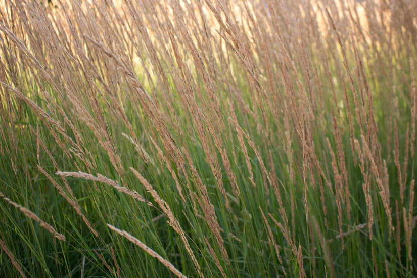 Straußenrohr - Calamagrostis x acutiflora 'Overdam'