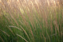 Straußenrohr - Calamagrostis x acutiflora 'Overdam'