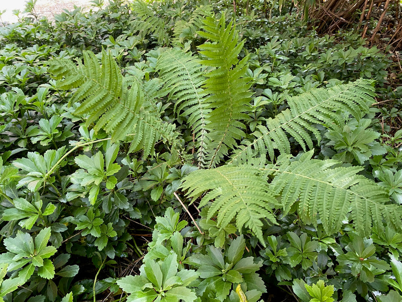 Straußenfarn - Matteuccia struthiopteris