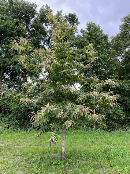 Esskastanie - Castanea sativa am Stamm