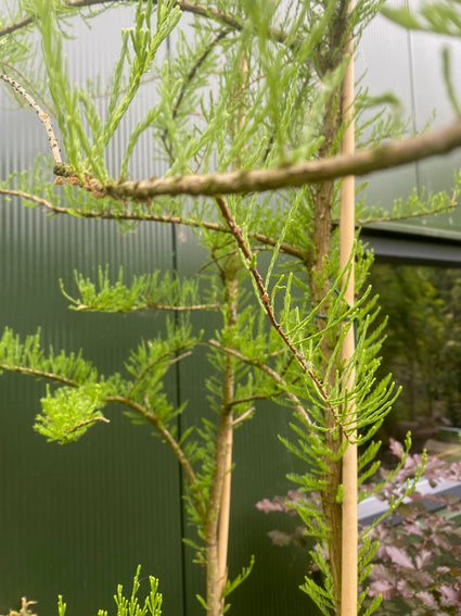 Sumpfzypresse - Taxodium distichum