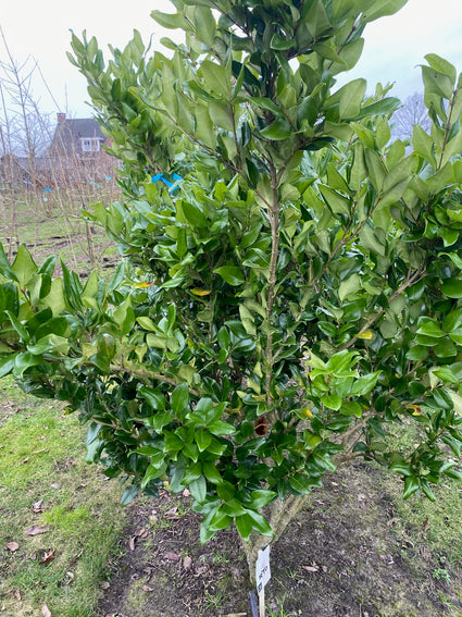 Mehrstämmiger Liguster - Ligustrum japonicum 'Texanum' (immergrüner Zierstrauch)