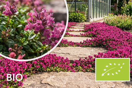 Kriech-Thymian - Thymus praecox 'Red Carpet'