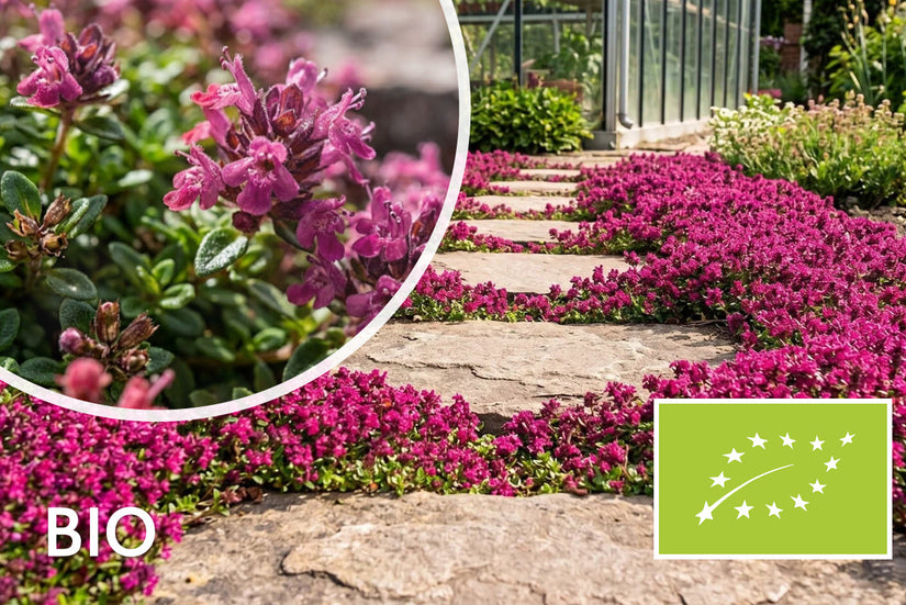Kriech-Thymian - Thymus praecox 'Red Carpet'