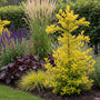 ai sfeerbeeld met combinatie met heuchera, struisriet en salie.