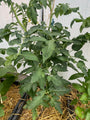 Strauchtomate - Solanum lycopersicum