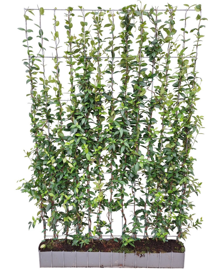 Fertige toskanische Jasminhecke - Trachelospermum jasminoides 180 x 120 cm Sternjasmin weiß