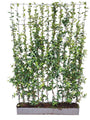 Fertige toskanische Jasminhecke - Trachelospermum jasminoides 180 x 120 cm Sternjasmin weiß