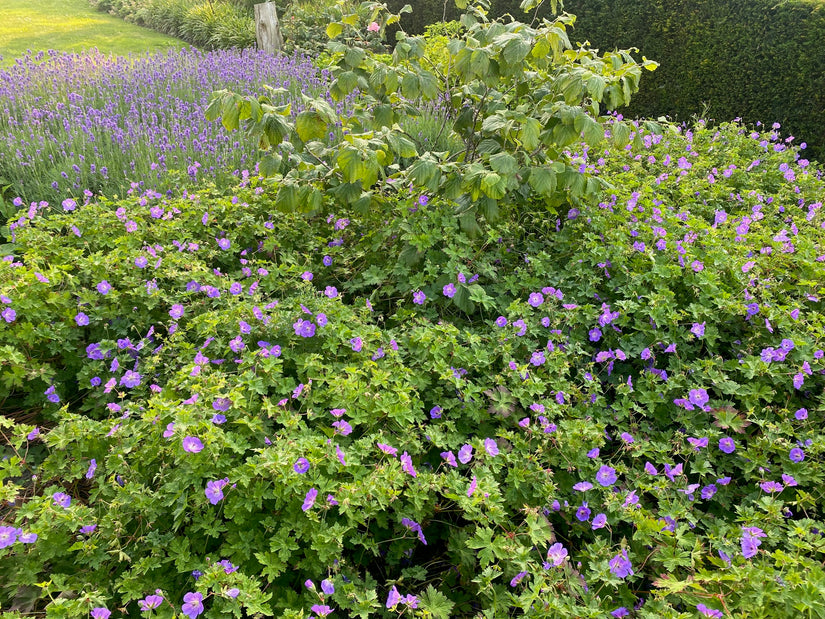 toverhazelaar met ooievaarsbek geranium rozanne op de voorgrond en lavendel op de achtergrond