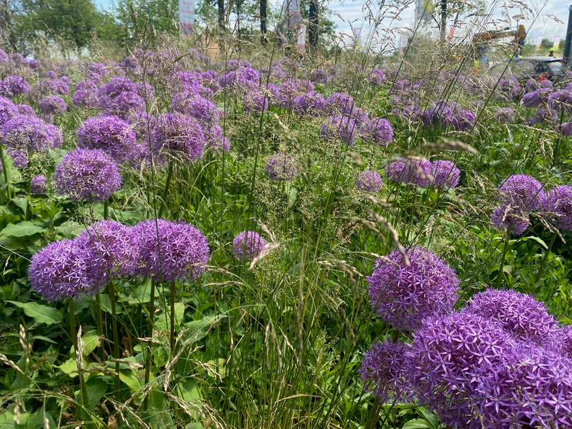 Riesenknoblauch – Allium giganteum TIPP