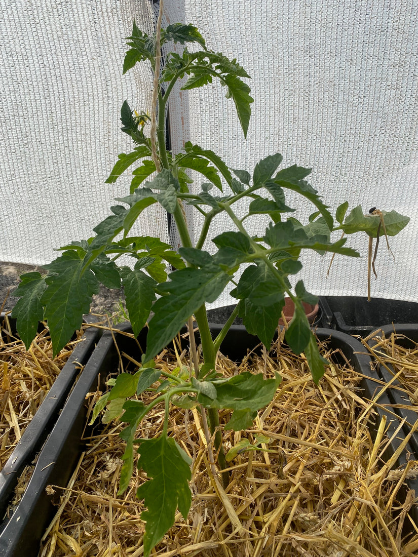 Strauchtomate - Solanum lycopersicum