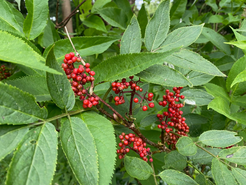 Cluster-Holunder - Sambucus Racemosa